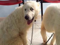 abruzzo sheepdog